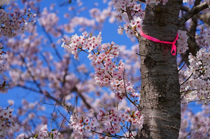 京都_桜情報_2022_50　大堰川堤防　No26