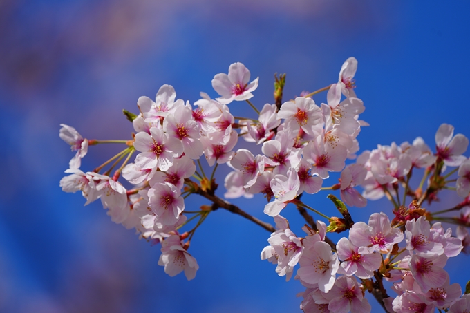 京都_桜情報_2022_50　大堰川堤防　No27