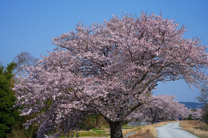 京都_桜情報_2022_50　大堰川堤防　No28