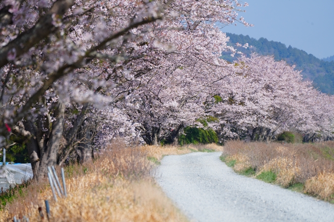 京都_桜情報_2022_50　大堰川堤防　No29