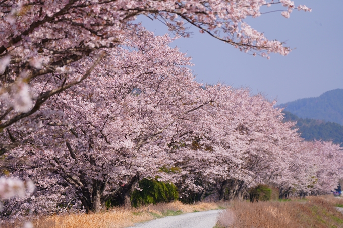 京都_桜情報_2022_50　大堰川堤防　No30