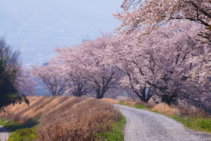 京都_桜情報_2022_50　大堰川堤防　No32