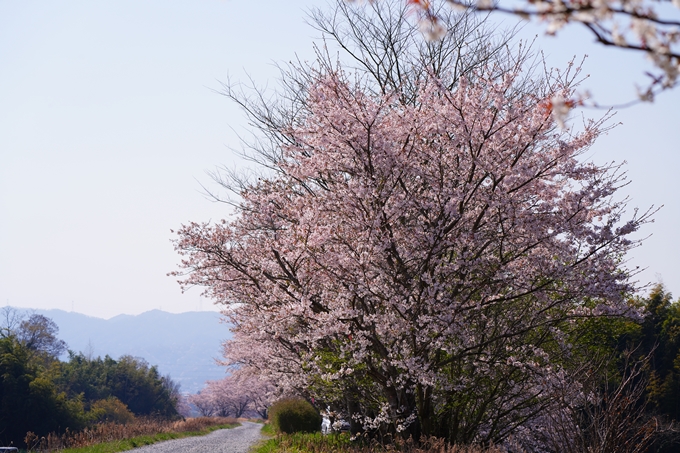 京都_桜情報_2022_50　大堰川堤防　No34