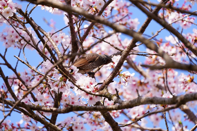 京都_桜情報_2022_50　大堰川堤防　No35