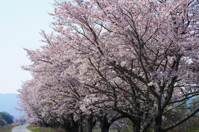 京都_桜情報_2022_50　大堰川堤防　No39