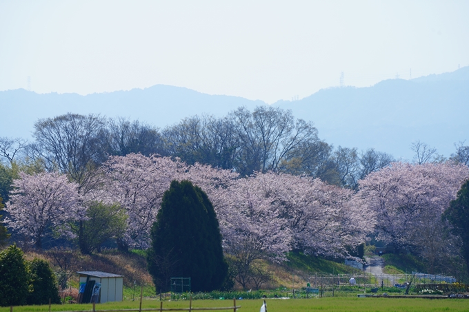 京都_桜情報_2022_50　大堰川堤防　No40