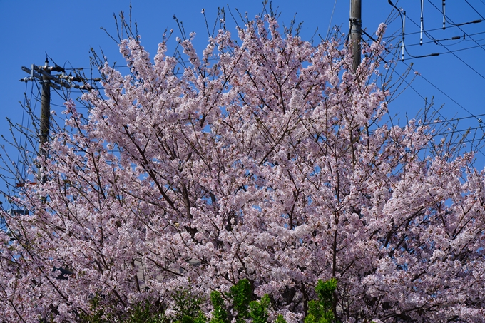 京都_桜情報_2022_50　大堰川堤防　No45