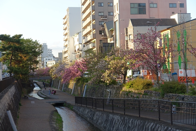 京都_桜情報_2022_52　堀川通　No2