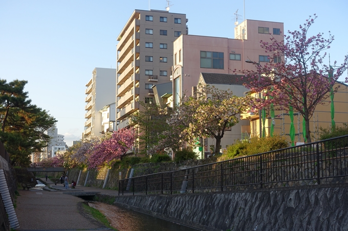 京都_桜情報_2022_52　堀川通　No3