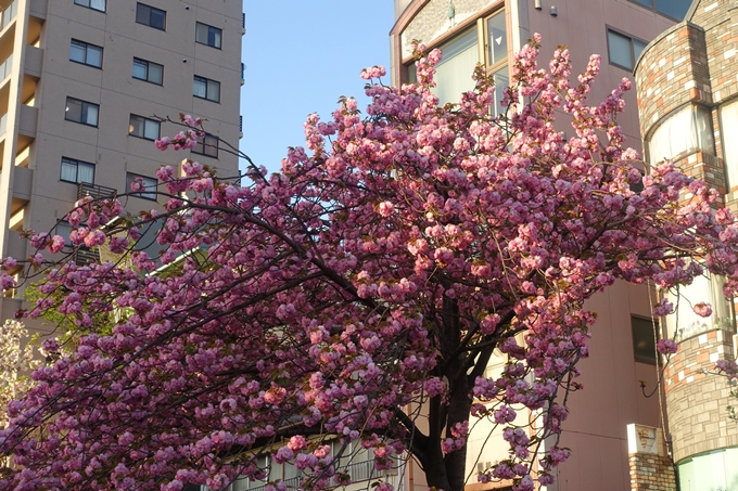 京都_桜情報_2022_52　堀川通　No4