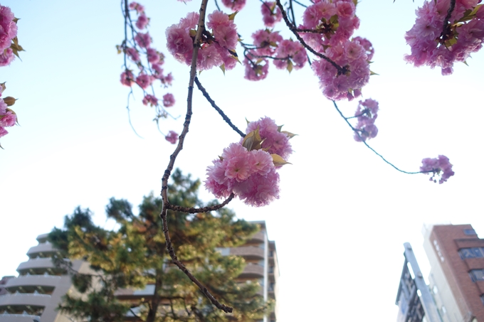 京都_桜情報_2022_52　堀川通　No5