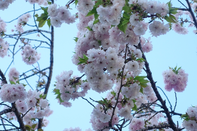 京都_桜情報_2022_52　堀川通　No7