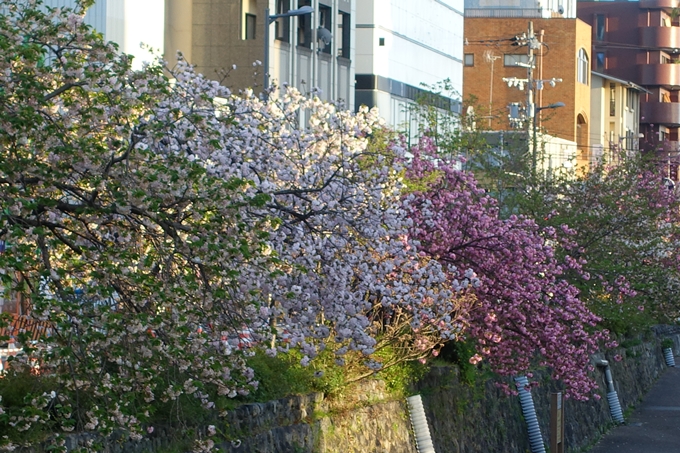 京都_桜情報_2022_52　堀川通　No8