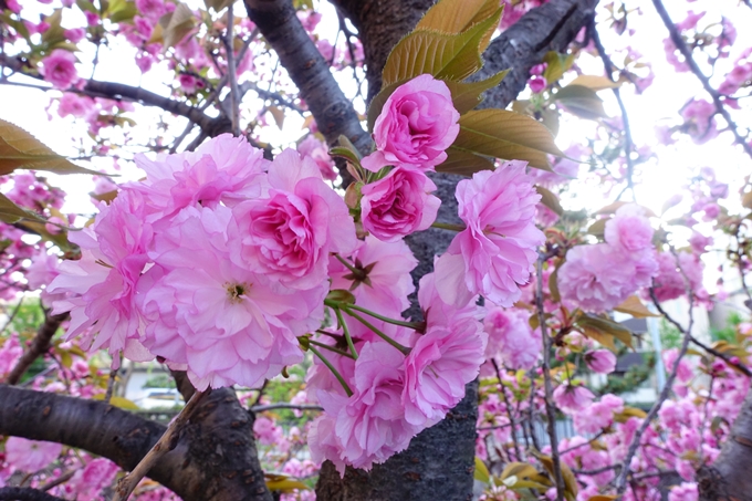 京都_桜情報_2022_52　堀川通　No10