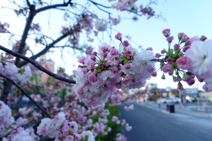 京都_桜情報_2022_52　堀川通　No11