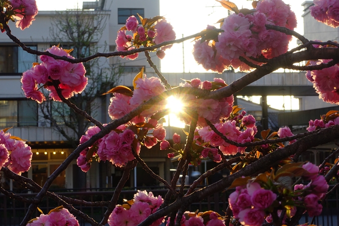 京都_桜情報_2022_52　堀川通　No15