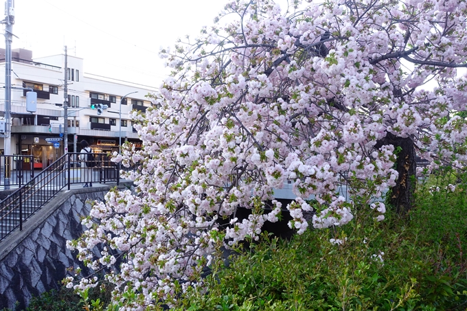 京都_桜情報_2022_52　堀川通　No17