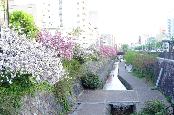 京都_桜情報_2022_52　堀川通　No19