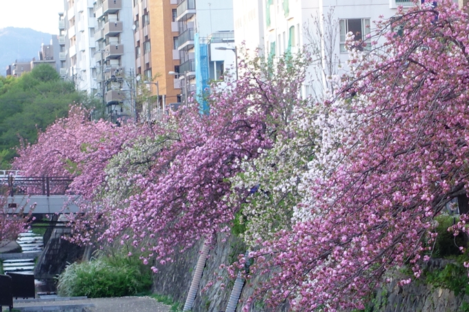 京都_桜情報_2022_52　堀川通　No20