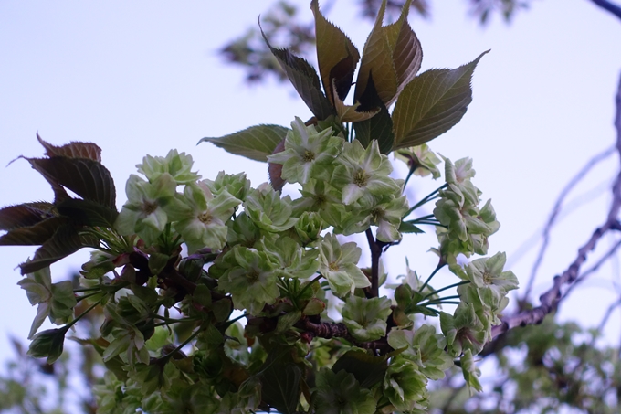 京都_桜情報_2022_52　堀川通　No23