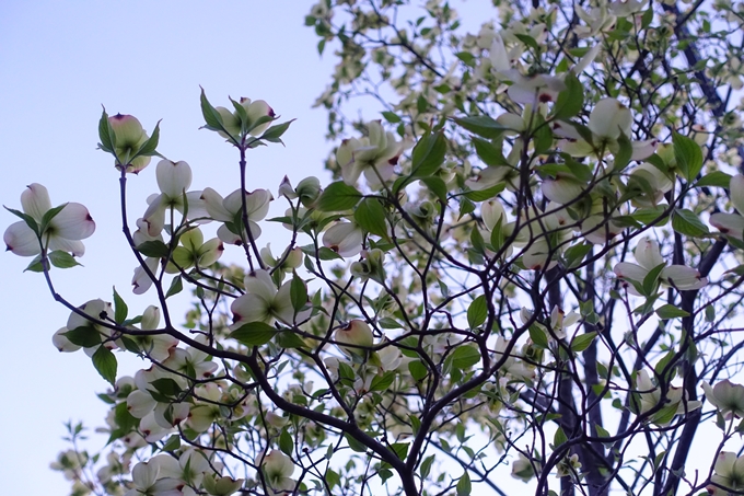 京都_桜情報_2022_52　堀川通　No28