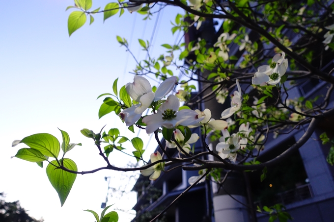 京都_桜情報_2022_52　堀川通　No29