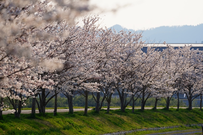 京都_桜情報_2022_45　大堰川堤防_保津川水辺公園　No12