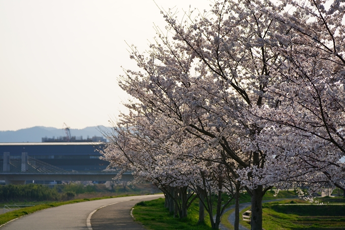 京都_桜情報_2022_45　大堰川堤防_保津川水辺公園　No13