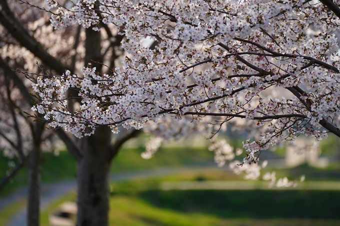 京都_桜情報_2022_45　大堰川堤防_保津川水辺公園　No14