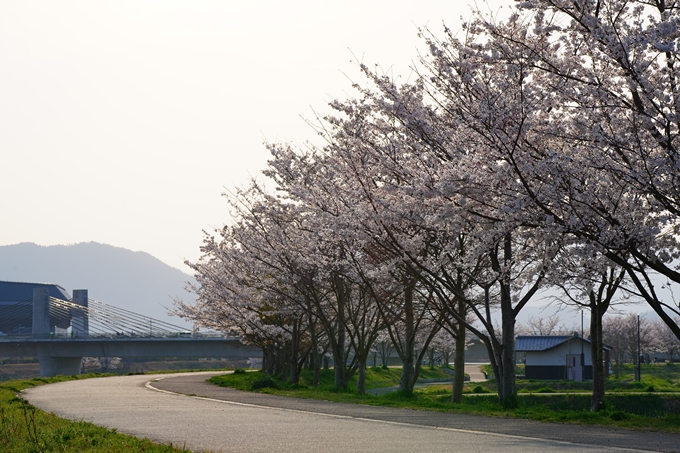 京都_桜情報_2022_45　大堰川堤防_保津川水辺公園　No15