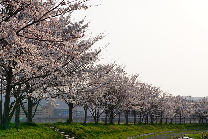 京都_桜情報_2022_45　大堰川堤防_保津川水辺公園　No18