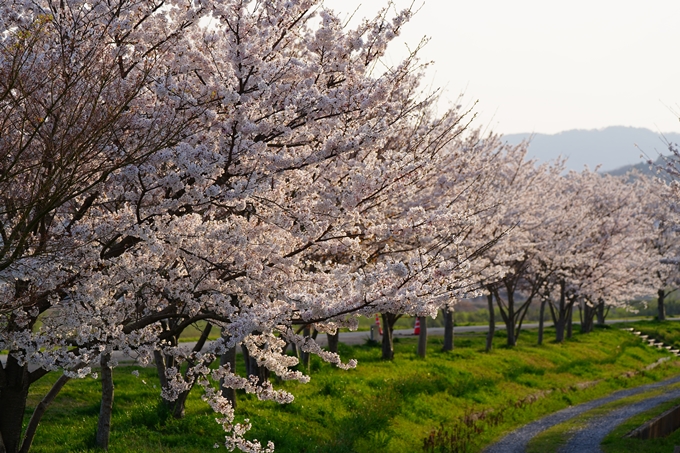 京都_桜情報_2022_45　大堰川堤防_保津川水辺公園　No19