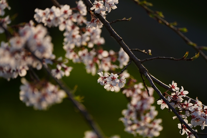 京都_桜情報_2022_45　大堰川堤防_保津川水辺公園　No20