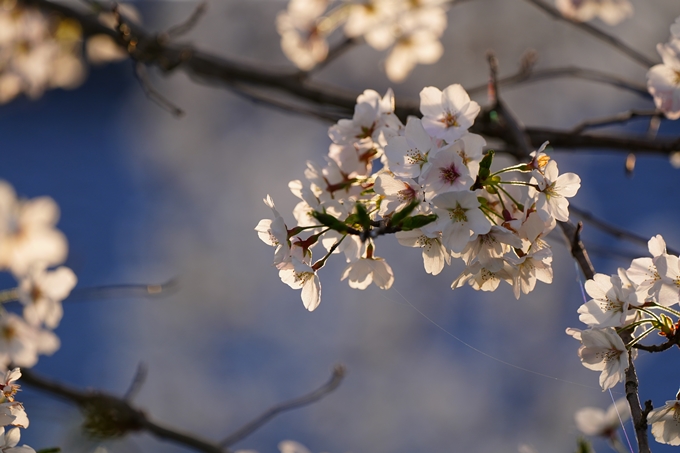 京都_桜情報_2022_47　七谷川　No37