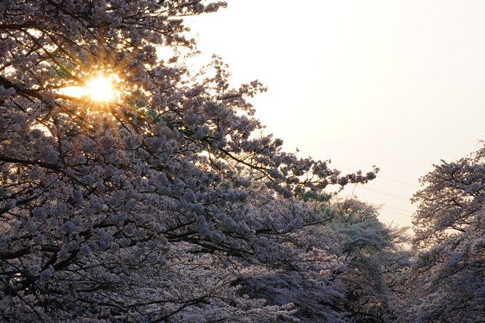 京都_桜情報_2022_47　七谷川　No38