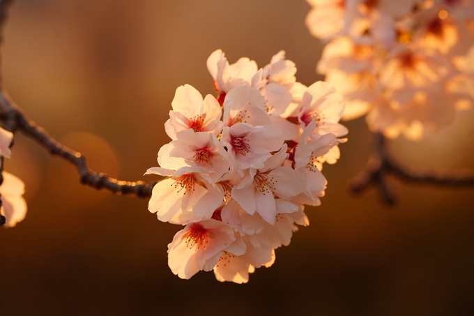 京都_桜情報_2022_47　七谷川　No40