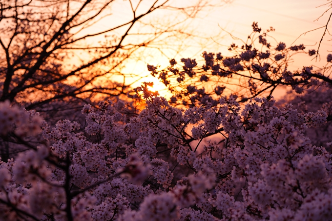 京都_桜情報_2022_47　七谷川　No41