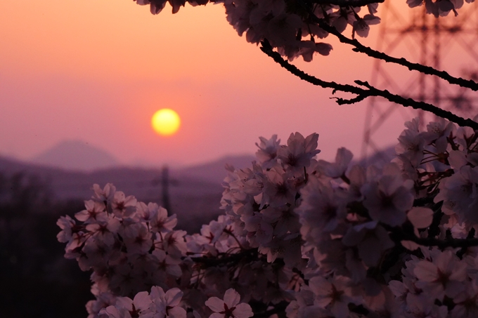 京都_桜情報_2022_47　七谷川　No45