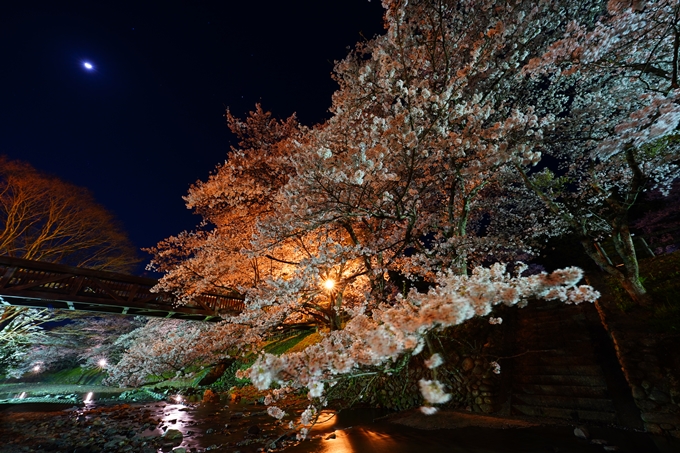 京都_桜情報_2022_47　七谷川　No48