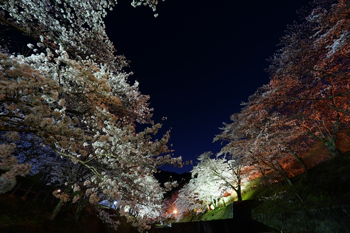 京都_桜情報_2022_47　七谷川　No50