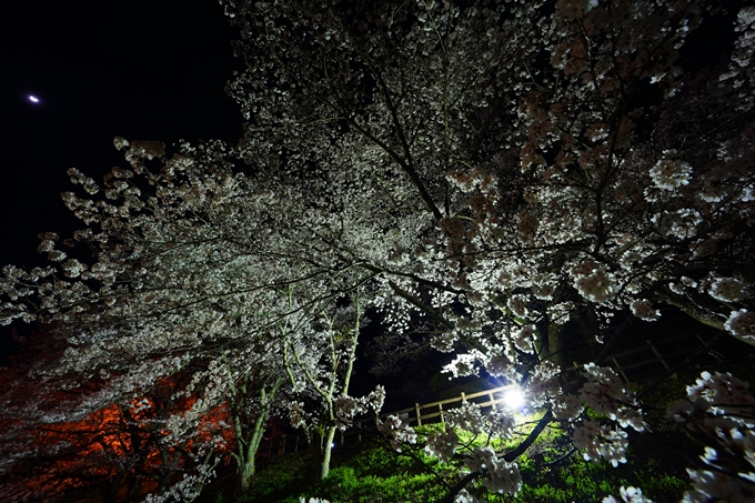 京都_桜情報_2022_47　七谷川　No51