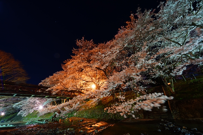 京都_桜情報_2022_47　七谷川　No52