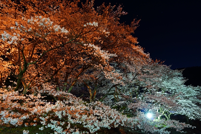 京都_桜情報_2022_47　七谷川　No53