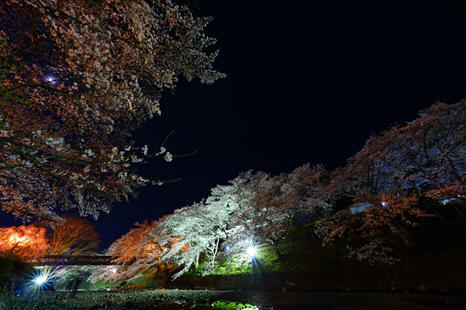 京都_桜情報_2022_47　七谷川　No54