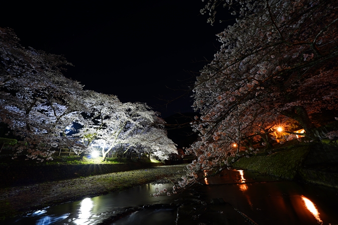 京都_桜情報_2022_47　七谷川　No55