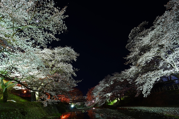 京都_桜情報_2022_47　七谷川　No56