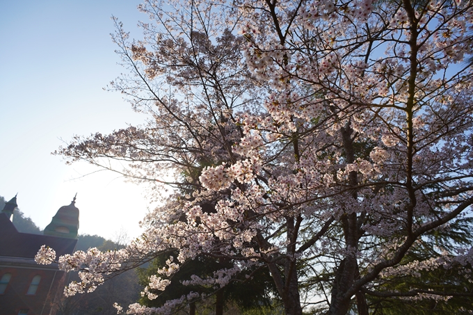 京都_桜情報_2022_51　八木城跡　No3