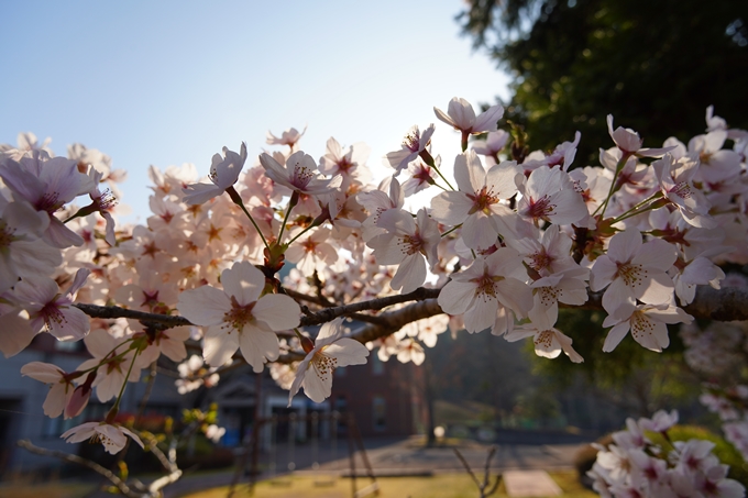 京都_桜情報_2022_51　八木城跡　No4