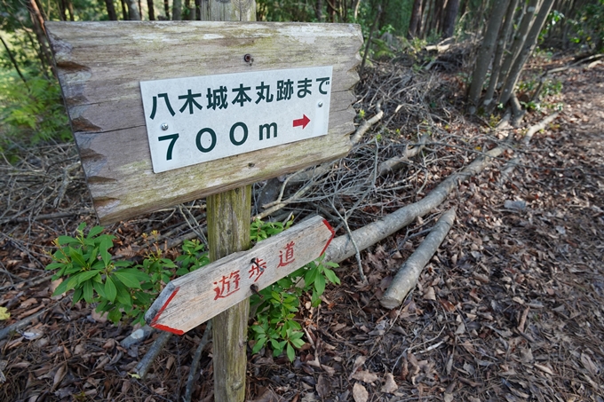 京都_桜情報_2022_51　八木城跡　No9