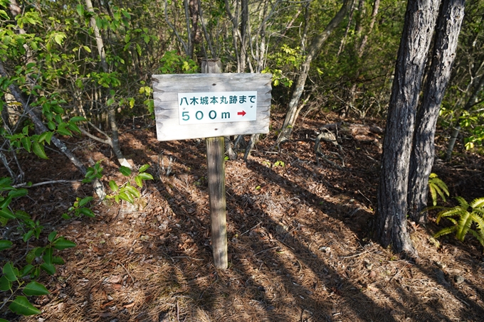 京都_桜情報_2022_51　八木城跡　No13